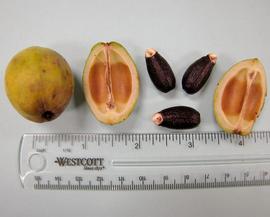   Fruits, seeds:   Jatropha curcas ; Photo by N. Diaz, USDA APHIS PPQ, imageID.idtools.org
